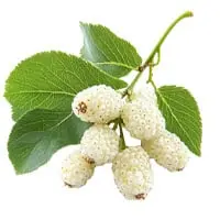 i-mulberry.jpg